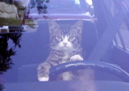et voila les chats en font a leur tete aussi lol